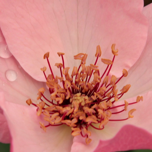 Róże ogrodowe - róże historyczne - Róża herbaciana - różowy  - Rosa  Dainty Bess - róża z dyskretnym zapachem - Wm. E. B. Archer & Daughter - Z kwiatami z prostym, delikatnie różowym kolorze ta róża szlachetna posiada nietypowy wygląd. Odmiany z prostymi kwiatami możemy dobrze wykorzystać na brzegach klombów z roślinami wieloletnimi.